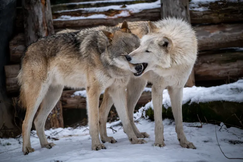 One Scientist Spent Decades Trying to Kill His Own Idea — The Alpha Wolf Myth Refused to Die
